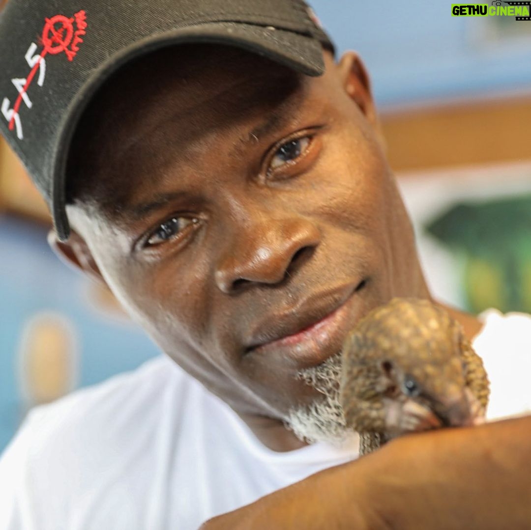 Djimon Hounsou - 8.3K Likes - I met Juba during a recent trip to Nigeria with @wildaid The two-week-old pangolin was rescued after it’s mother was poached for bushmeat. White-bellied pangolins like Juba just became classified as endangered due to poaching. We need to act now to truly protect them. #PoachingStealsFromUsAll