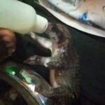 Djimon Hounsou Instagram - I met Juba during a recent trip to Nigeria with @wildaid The two-week-old pangolin was rescued after it’s mother was poached for bushmeat. White-bellied pangolins like Juba just became classified as endangered due to poaching. We need to act now to truly protect them. #PoachingStealsFromUsAll