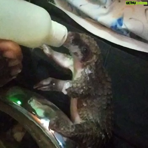 Djimon Hounsou - 8.3K Likes - I met Juba during a recent trip to Nigeria with @wildaid The two-week-old pangolin was rescued after it’s mother was poached for bushmeat. White-bellied pangolins like Juba just became classified as endangered due to poaching. We need to act now to truly protect them. #PoachingStealsFromUsAll