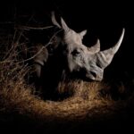 Djimon Hounsou Instagram – Saving the Wild, in its fight against #rhino #poaching, met senior US Treasury officials in Washington DC to seek #sanctions against certain SA court officials.

With the Djimon Hounsou Foundation (DHF), it pleaded with Ramaphosa regarding Court President Nzimande, who Sunday Times Premium has previously reported has been receiving his R1.4 million salary since his October 2018 suspension four years ago.

Nzimande, who is allegedly linked to a rhino poaching kingpin, was suspended for misconduct and faces 112 charges. 

“The Magistrates Commission and the National Prosecuting Authority have used every trick in the book to delay prosecution of these corrupt justice officials, while the Ministry of Justice claims it cannot interfere. It is an amazing disgrace,” said Jamie Joseph, Saving the Wild director. 

“Being quiet is being complicit to the crime,” said actor, producer and humanitarian Djimon Hounsou. “Certain politicians are acting on personal interests with total disregard for human rights and the people of SA, and a natural heritage that must be protected. Enough with inertia. Let justice be done.”

Actor Pearl Thusi also joined the fight against rhino poaching, saying: “We owe it to future generations to find a way to share this planet in a sustainable way for all life.”

#BloodRhinoBlacklist #WorldRhinoDay

Read the full article on Saving the Wild.