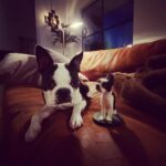Dominic Howard Instagram – Floyd likes his mini me. He said thanks to the Argentinian fan who made it for him. 🐾