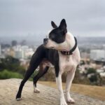 Dominic Howard Instagram – Floyd saw Hazel having a rainy walk and wanted to go too