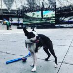 Dominic Howard Instagram - This is going to be good ⚡️ Floyd agrees 🤘🏼 London Stadium