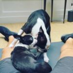 Dominic Howard Instagram – Impossible to work out 🦩