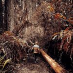 Dominic Howard Instagram – Rock and roll 🐿️ Prairie Creek Redwoods State Park