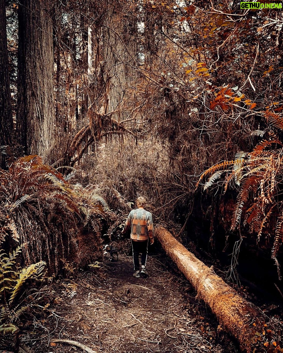 Dominic Howard Instagram - Rock and roll 🐿️ Prairie Creek Redwoods State Park