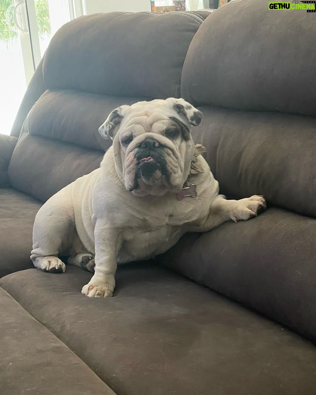 Dominick Reyes Instagram - Massage day šš½āāļø, Rollie is up first. Rosie is on deck and Iām waiting my turn. #selfcare #campthings #thelittlethings #doggos #massage
