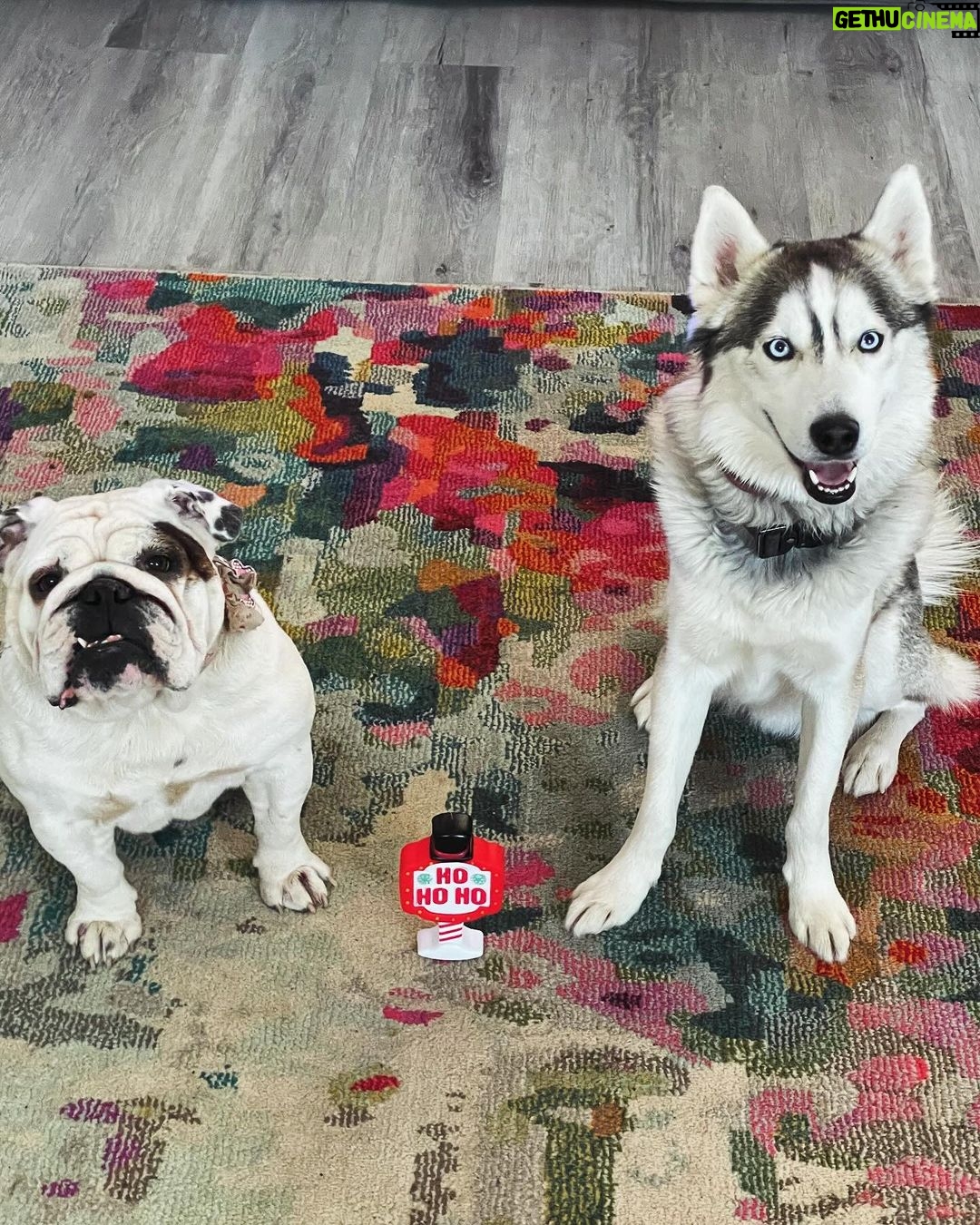 Dominick Reyes Instagram - It’s a Doggy Dog Christmas. 🎅 #hohoho #dogsofinstagram #pomsky #englishbulldog