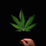 Dominick Reyes Instagram - One of my hobbies is growing Cannabis as medicine. This is a photo I took of one of the leaves yesterday. Came out pretty cool! #cannabis #grower #leaves #hobbies #greenthumb #DR #photography #photooftheday