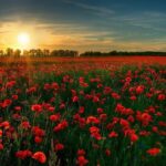 Doug Gilmour Instagram - Remembering those who risked their lives to protect our rights and freedoms. Lest we forget. #remembranceday🌺