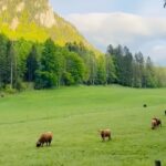 Doutzen Kroes Instagram - A week of healthy eating, cold dipping in the incredible lake Altaussee, enjoying the stunning landscape, laughing with friends and reconnecting with my body thanks to @mayrlife_official and the incredible team for a holistic approach to get to know my body better and rejuvenate. * In the second slide you see a Dandelion Coffee that I drank for the first time and I love how close the taste was to a regular espresso plus all the incredible health benefits! Besides all the detoxifying properties, dandelion root helps in reducing inflammation, aiding constipation as well as having prebiotic properties that support a healthy gut.  “Let food be thy medicine and medicine be thy food.” – Hippocrates