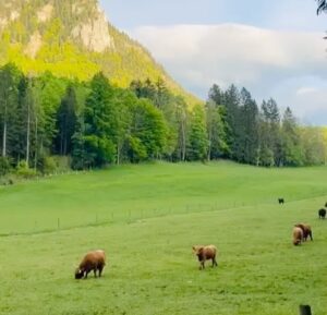 Doutzen Kroes Instagram - A week of healthy eating, cold dipping in the incredible lake Altaussee, enjoying the stunning landscape, laughing with friends and reconnecting with my body thanks to @mayrlife_official and the incredible team for a holistic approach to get to know my body better and rejuvenate. * In the second slide you see a Dandelion Coffee that I drank for the first time and I love how close the taste was to a regular espresso plus all the incredible health benefits! Besides all the detoxifying properties, dandelion root helps in reducing inflammation, aiding constipation as well as having prebiotic properties that support a healthy gut.  “Let food be thy medicine and medicine be thy food.” – Hippocrates