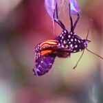 Doutzen Kroes Instagram - When I was watching the @thrive_movie a while ago I was amazed by these two ladies and the wisdom they spoke with! It stuck with me and I can’t let go of it that’s why I decided to share it with you. I think the metaphor of the Caterpillar is so accurate today. We as human beings can be so destructive to our planet just like a caterpillar can be to it’s surroundings eating everything on it’s way. When it’s satisfied it hangs itself and in it a soup of imaginal cells is created. When Elisabeth Sahtouris is explaining why this metaphor is so important because the old and the new co exist, it resonates with me in this day and age! We can be those imaginal cells and build a new world! Let us be that butterfly and spread our wings and move into that new world, focus on what CAN be in a world where we can all THRIVE! Power to the people 🦋