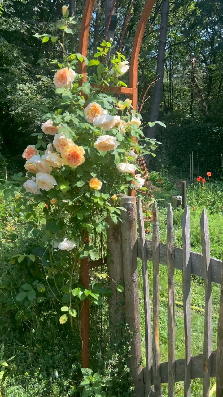 Doutzen Kroes Instagram - After yesterday’s rain I have to show you a glimpse of my vegetable and wild flower garden in full bloom💫 so grateful for the co creation with Mother Nature #happysummersolstice