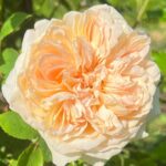 Doutzen Kroes Instagram - Perfection 💛 My dad gave me two rose plants a year before he passed. We planted them together and they now form the entrance to my vegetable garden. I feel so grateful to have these roses to think of him every day while enjoying their beauty and smell and reminding me of all the beautiful memories I have of Heit ❤️