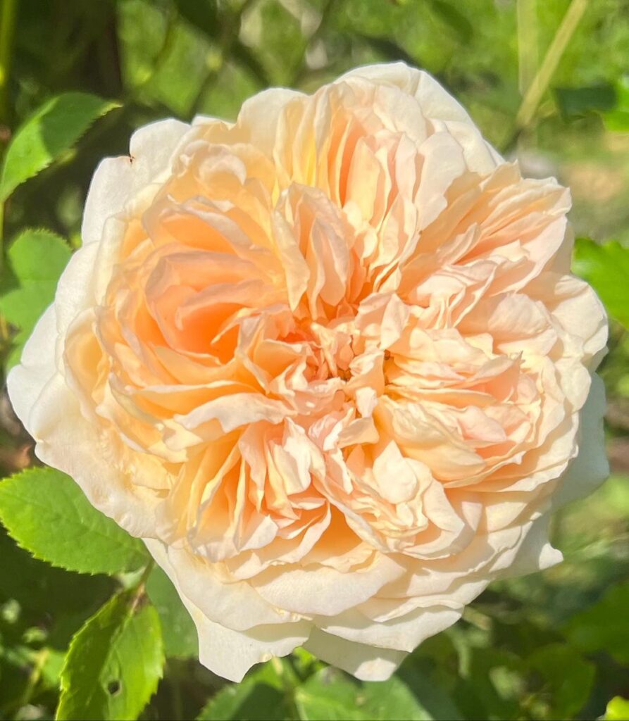 Doutzen Kroes Instagram - Perfection 💛 My dad gave me two rose plants a year before he passed. We planted them together and they now form the entrance to my vegetable garden. I feel so grateful to have these roses to think of him every day while enjoying their beauty and smell and reminding me of all the beautiful memories I have of Heit ❤