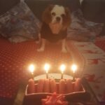 Duygu Karaca Instagram - Benim canımmm kızım 4 yaşina girdi...🐾❤o kadar cok seviyorumki seniiii o kadar cok ki;)❤🐶Birlikte nice guzel yıllarımız olsun kızım sıcacık evimizde🏡 Videodaki cirtlakvari ses tonum icin pardon;))🙈🐶🐾❤ #bugun #kızımın #dogumgunu #mari #4 #yasında #sicacik #evimin #bebegi #kingcharlescavalier #cavalier #kingcharles #cavalierspaniel #bday #happyday #mygirl