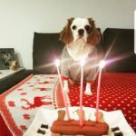 Duygu Karaca Instagram - Benim canım kızım 3 yaşında...o fotoğraftan sadece bir köpek gibi duruyor ama, o benim en iyi dostum... en yakın arkadaşım... tek sırdaşım... en sadığım... en karşılıksız sevenim... ev arkadaşım... hayat yoldaşım... birlikte sıcacık yuvamızda nice guzel yıllara benim canım.canimin iciii....#mari #gerceksevgi #sadakat #evarkadasi #dost #vefa #arkadas #dunyaninentatlisi #canimkizim #mariko 💕💕💕💕 evim'de :)