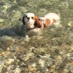 Duygu Karaca Instagram - İlk defa suya giren güzel kızımın yüzündeki gülücüğe bakın :) 🐶 #mari