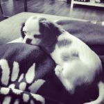Duygu Karaca Instagram - Annemin dizinin dibinden ayrılmam...🐶💙 #mari