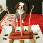 Duygu Karaca Instagram - Benim canım kızım 3 yaşında...o fotoğraftan sadece bir köpek gibi duruyor ama, o benim en iyi dostum... en yakın arkadaşım... tek sırdaşım... en sadığım... en karşılıksız sevenim... ev arkadaşım... hayat yoldaşım... birlikte sıcacık yuvamızda nice guzel yıllara benim canım.canimin iciii....#mari #gerceksevgi #sadakat #evarkadasi #dost #vefa #arkadas #dunyaninentatlisi #canimkizim #mariko 💕💕💕💕 evim'de :)