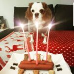 Duygu Karaca Instagram - Benim canım kızım 3 yaşında...o fotoğraftan sadece bir köpek gibi duruyor ama, o benim en iyi dostum... en yakın arkadaşım... tek sırdaşım... en sadığım... en karşılıksız sevenim... ev arkadaşım... hayat yoldaşım... birlikte sıcacık yuvamızda nice guzel yıllara benim canım.canimin iciii....#mari #gerceksevgi #sadakat #evarkadasi #dost #vefa #arkadas #dunyaninentatlisi #canimkizim #mariko 💕💕💕💕 evim'de :)