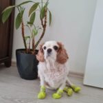 Duygu Karaca Instagram - Canım kızım,güzel yavrum,annesinin birtaneciği. Kalbim,canımın paresi,mis kokulum,dert ortağım,kardesim,ev arkadasim,evladim,ailem,dunyanin en masum,en uslu  kızı.Guzeller guzeli cocuğum.Bakışınla herseyi anlatman,konuşman,hastalandığımda veya ağladığımda bana sarılman,babana olan aşkın,sabah sevişmelerimiz,günlük ritüellerimiz,akşam olunca babanı heyecanla beklememiz,sana söylediğim şarkılar,attalara gidiyoruz dediğimdeki sevincin.Annen gibi uykuyu,yemeyi seven ve herseye kocaman sevinmeyi bilen sevincli kizim.Milyon anımız var senle. Neler yaşadık neler atlattık beraber.Bana hep güç verdin. Umut verdin.Sen olmasan hayatım cok zor ve boş olurdu.Çekirdek ailemizin en kusursuz parçası.Hassas kalplim.Daha nelerim nelerim,herşeyim.Benim sana olan duskunlugumu en iyi sen bilirsin yavrum benim.Seninle 9 sene yanyana o kadar çoook seyi paylaştık ki.Sensiz yaşamak nasıl bir hayattı ben onu unutmuşum.Şimdi ne yapacağımı asla bilmiyorum.3 gundur nefes almakta zorlanıyorum.Kalbim sıkışıyor.Hayatımın en zor gününü atlatmaya çalışıyorum.Daha önce bu acıyı yaşayanlar nasıl atlattı hiç bilmiyorum. Yureğimdeki acı ve ateş dinmiyor.Saatlerdir ağlayarak videolarına,fotoğraflarına bakıyoruz babanla. Sen çekirdek ailemizin pinokyosuydun guzel yavrum.Herkes seni köpek sanıyordu ama sen bizim çocuğumuzdun.Daha şimdiden seni çok özledik.Ben sana hep bir şeyler öğretmeye çalıştım.Sende ne öğretsem hemen öğrendin ama asıl bana birşeyleri öğreten sendin.Bana yaşattığın her an her saniye için sonsuz teşekkür ederim yavrum.Ve eksik yaptığım herşey için özür dilerim annecim.Hayatıma sevgi, huzur,neşe ve mana kattın.Sen kalbimin en guzel yerinde hasretle yanacaksin ve sonsuza kadar seni özleyecegim. Seni çok seviyorum annecim. Guzel yavrum benim cok seviyorum seni annecim