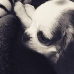 Duygu Karaca Instagram - Canım kızım,güzel yavrum,annesinin birtaneciği. Kalbim,canımın paresi,mis kokulum,dert ortağım,kardesim,ev arkadasim,evladim,ailem,dunyanin en masum,en uslu  kızı.Guzeller guzeli cocuğum.Bakışınla herseyi anlatman,konuşman,hastalandığımda veya ağladığımda bana sarılman,babana olan aşkın,sabah sevişmelerimiz,günlük ritüellerimiz,akşam olunca babanı heyecanla beklememiz,sana söylediğim şarkılar,attalara gidiyoruz dediğimdeki sevincin.Annen gibi uykuyu,yemeyi seven ve herseye kocaman sevinmeyi bilen sevincli kizim.Milyon anımız var senle. Neler yaşadık neler atlattık beraber.Bana hep güç verdin. Umut verdin.Sen olmasan hayatım cok zor ve boş olurdu.Çekirdek ailemizin en kusursuz parçası.Hassas kalplim.Daha nelerim nelerim,herşeyim.Benim sana olan duskunlugumu en iyi sen bilirsin yavrum benim.Seninle 9 sene yanyana o kadar çoook seyi paylaştık ki.Sensiz yaşamak nasıl bir hayattı ben onu unutmuşum.Şimdi ne yapacağımı asla bilmiyorum.3 gundur nefes almakta zorlanıyorum.Kalbim sıkışıyor.Hayatımın en zor gününü atlatmaya çalışıyorum.Daha önce bu acıyı yaşayanlar nasıl atlattı hiç bilmiyorum. Yureğimdeki acı ve ateş dinmiyor.Saatlerdir ağlayarak videolarına,fotoğraflarına bakıyoruz babanla. Sen çekirdek ailemizin pinokyosuydun guzel yavrum.Herkes seni köpek sanıyordu ama sen bizim çocuğumuzdun.Daha şimdiden seni çok özledik.Ben sana hep bir şeyler öğretmeye çalıştım.Sende ne öğretsem hemen öğrendin ama asıl bana birşeyleri öğreten sendin.Bana yaşattığın her an her saniye için sonsuz teşekkür ederim yavrum.Ve eksik yaptığım herşey için özür dilerim annecim.Hayatıma sevgi, huzur,neşe ve mana kattın.Sen kalbimin en guzel yerinde hasretle yanacaksin ve sonsuza kadar seni özleyecegim. Seni çok seviyorum annecim. Guzel yavrum benim cok seviyorum seni annecim