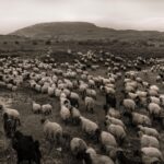 Ebru Ceylan Instagram - 🐑🐃🐏 Anatolia