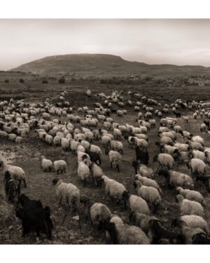 Ebru Ceylan Instagram - 🐑🐃🐏