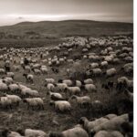 Ebru Ceylan Instagram - 🐑🐃🐏 Anatolia