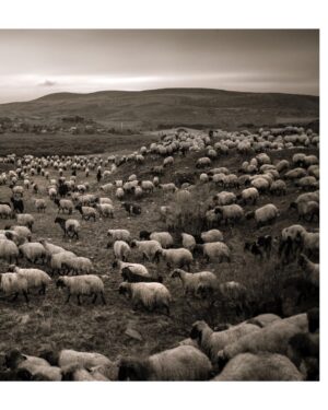 Ebru Ceylan Instagram - 🐑🐃🐏