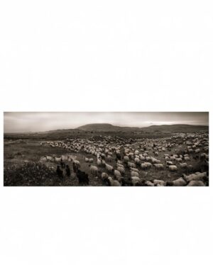 Ebru Ceylan Instagram - 🐑🐃🐏