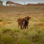 Ebru Ceylan Instagram – 🌾🐂

#ortaanadolumanzaraları
#middleanatolialandscapes
