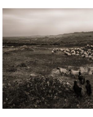 Ebru Ceylan Instagram - 🐑🐃🐏