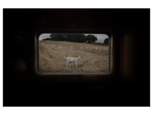 Ebru Ceylan Instagram - Bozkır Treni ➖➖➖

Steppe Train ➖➖➖

@ebruceylanphotography
