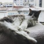 Ece Yüksel Instagram – Seni kaybedeli 1 yıl oldu canım kaşmirim, seni çok özlüyorum ❤️