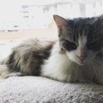 Ece Yüksel Instagram – Seni kaybedeli 1 yıl oldu canım kaşmirim, seni çok özlüyorum ❤️