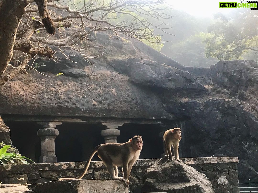 Ece Yüksel Instagram - #monkey 🐒❤️ Elephanta Caves