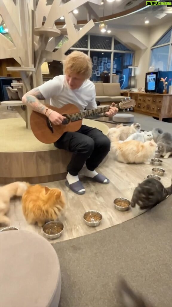 Ed Sheeran Instagram - Trying to win over the same kitties that ran away from me in 2014, same results