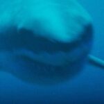 Ed Westwick Instagram - DEEP FEAR - its Sharks Vs. Narcs in this action packed thriller. Watch this exclusive clip, and watch the full movie on Vudu. (link in bio)
