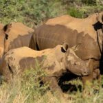 Ed Westwick Instagram - African summer..breakfast in the bush, creatures of the gods…we joined Dr Andre and his team who put in a massive amount of energy, commitment and resources towards protecting the Rhinos from poachers. I have spent time with these innocent, beautiful beings before and will do what I can to help this mission. @qwabiprivategamereserve is an amazing place. If you want to do safari which is a mesmerizing, educational experience I can’t recommend it enough. @tandaafrika and thank you @marlondutoit for the photos of me ;) South Africa