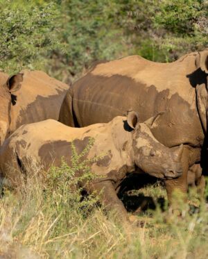 Ed Westwick Instagram - African summer..breakfast in the bush, creatures of the gods…we joined Dr Andre and his team who put in a massive amount of energy, commitment and resources towards protecting the Rhinos from poachers. I have spent time with these innocent, beautiful beings before and will do what I can to help this mission. @qwabiprivategamereserve is an amazing place. If you want to do safari which is a mesmerizing, educational experience I can’t recommend it enough. @tandaafrika and thank you @marlondutoit for the photos of me ;)
