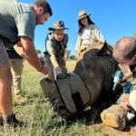 Ed Westwick Instagram - African summer..breakfast in the bush, creatures of the gods…we joined Dr Andre and his team who put in a massive amount of energy, commitment and resources towards protecting the Rhinos from poachers. I have spent time with these innocent, beautiful beings before and will do what I can to help this mission. @qwabiprivategamereserve is an amazing place. If you want to do safari which is a mesmerizing, educational experience I can’t recommend it enough. @tandaafrika and thank you @marlondutoit for the photos of me ;) South Africa