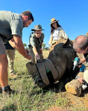 Ed Westwick Instagram - African summer..breakfast in the bush, creatures of the gods…we joined Dr Andre and his team who put in a massive amount of energy, commitment and resources towards protecting the Rhinos from poachers. I have spent time with these innocent, beautiful beings before and will do what I can to help this mission. @qwabiprivategamereserve is an amazing place. If you want to do safari which is a mesmerizing, educational experience I can’t recommend it enough. @tandaafrika and thank you @marlondutoit for the photos of me ;)