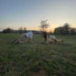 Ed Westwick Instagram - It’s hard to put into words the impact @qwabiprivategamereserve has had on us. It’s Mother Nature at her best. Stunning landscapes with hills and wilderness and incredible Big 5 viewing. The lovely people who are part of the team there are just the best and I feel so grateful to have met you all. Thank you so much. I have so much to share from this trip so will be doing so! @tandaafrika were amazing to book through & @marlondutoit your care and warmth was epic🙏🏻