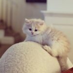 Eda Ece Instagram - Yoğun istek üzerine Reçel🫶👼🏼🤍🤍 #tatlılıkeyfi 🧿 süt reçeli bu😻 Matilda'mın kızı, torunum😂🥲