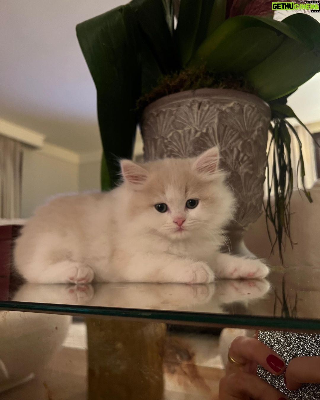 Eda Ece Instagram - Yoğun istek üzerine Reçel🫶👼🏼🤍🤍 #tatlılıkeyfi 🧿 süt reçeli bu😻 Matilda'mın kızı, torunum😂🥲