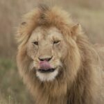 Eftyhis Bletsas Instagram - Η φάση είναι σαφάρι! Ποια από τις φωτογραφίες σας αρέσει περισσότερο; Νομίζω πάντως την χώρα την βρήκατε οι περισσότεροι μετά το προηγούμενο Post. #happytraveller #Kenya #Safari Είμαστε εδώ με @cosmoramatravel Kenya, Africa