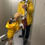 Egor Druzhinin Instagram - Мы с Торой сегодня на желтом цвете:-) #торасобакаегора